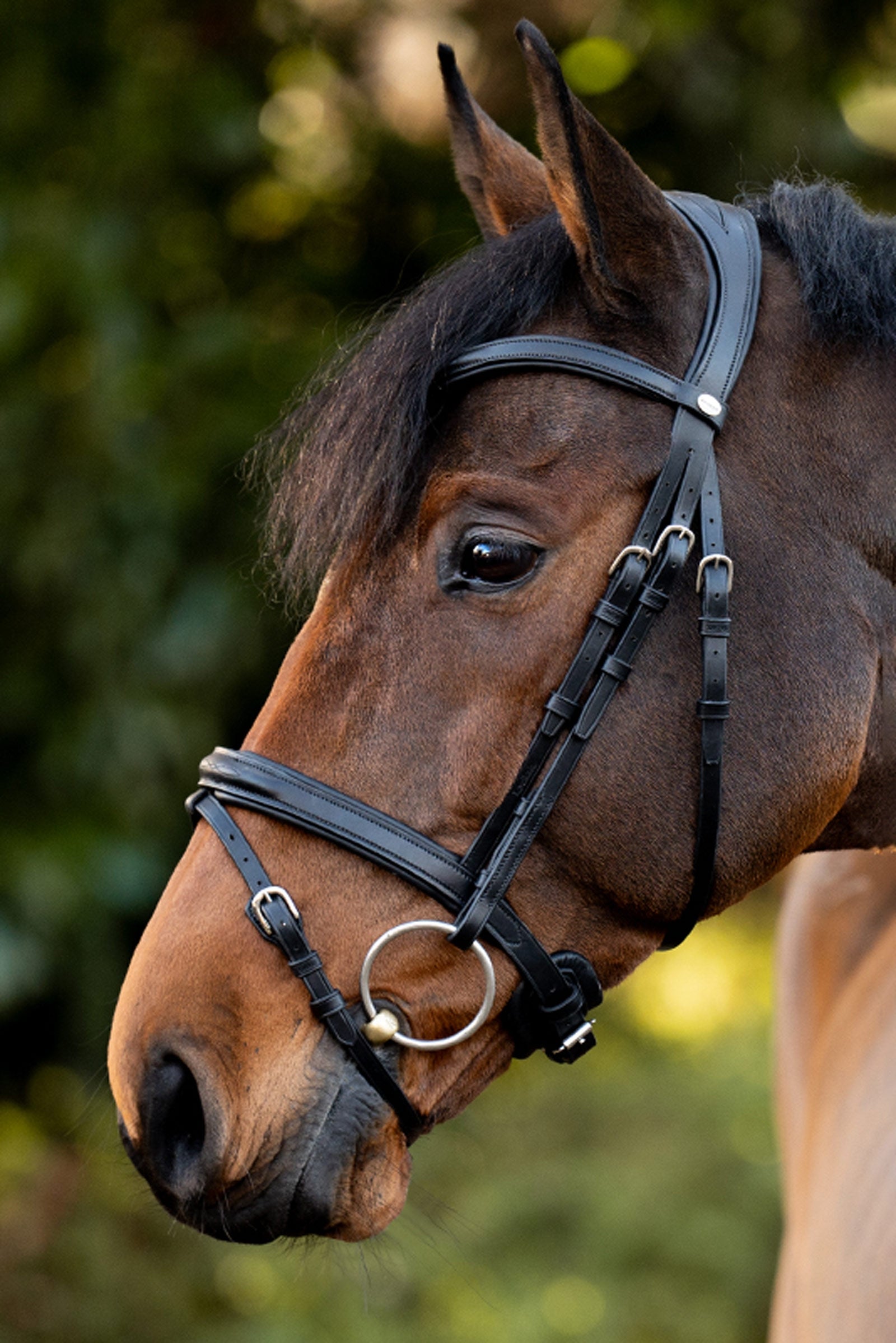 Kavalkade Robin English Bridle Bridles & Reins