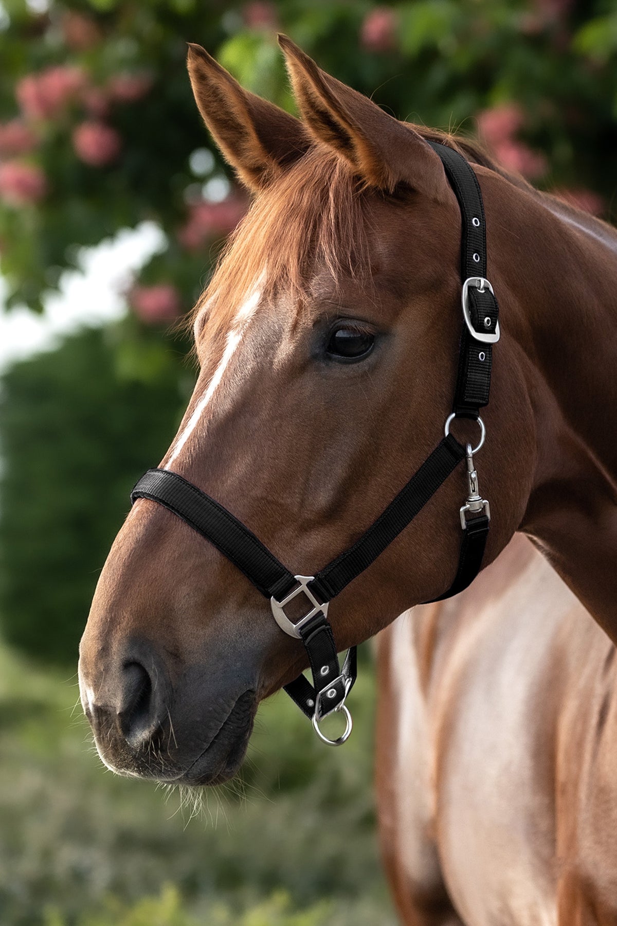 Waldhausen Perlon Satin Halter Halters & Leads