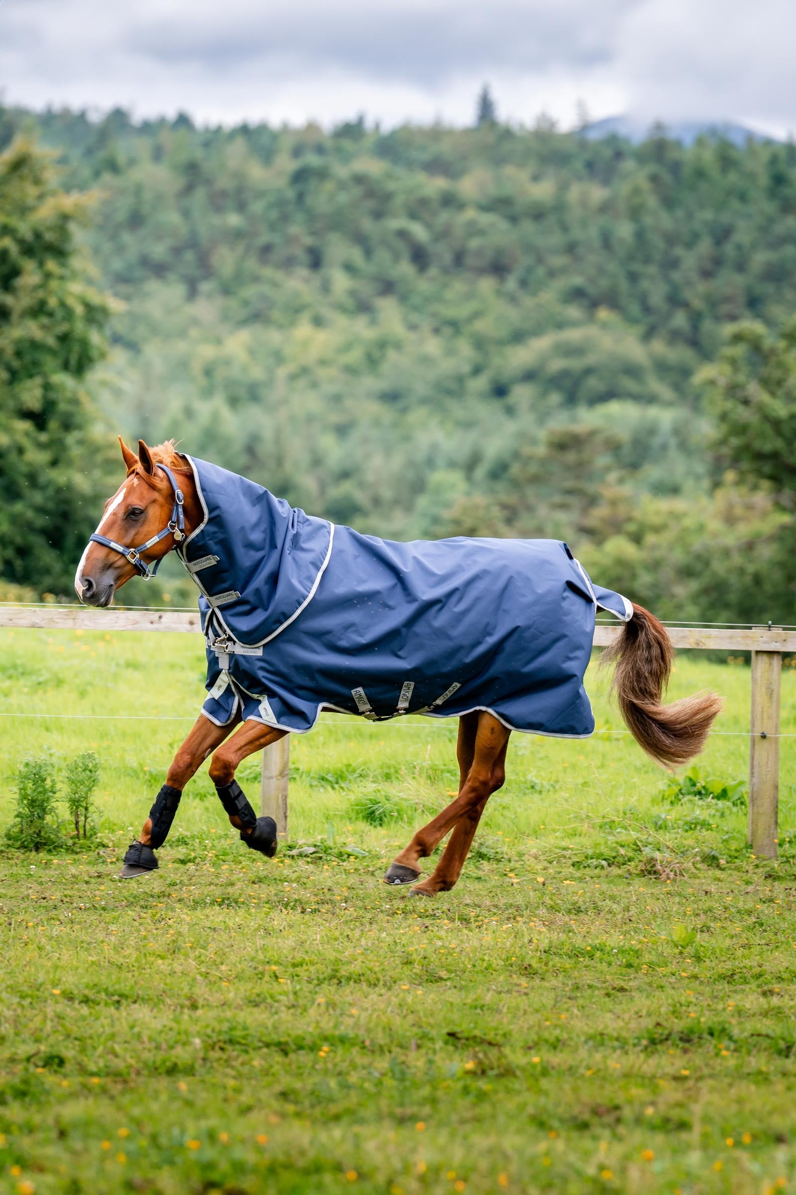 Horseware Amigo Bravo 12 Plus Weidedecke, 250 g Pferdedecken