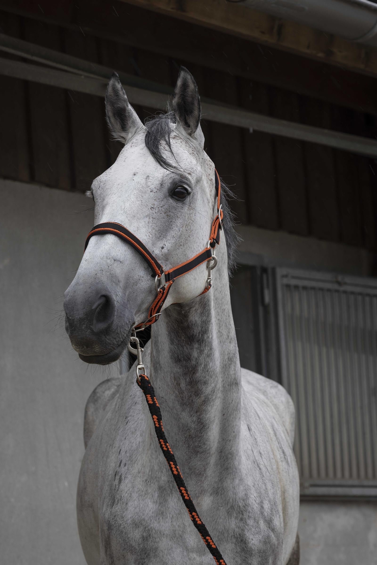 EQUITHÈME Satin Halter + Lead Halters & Leads