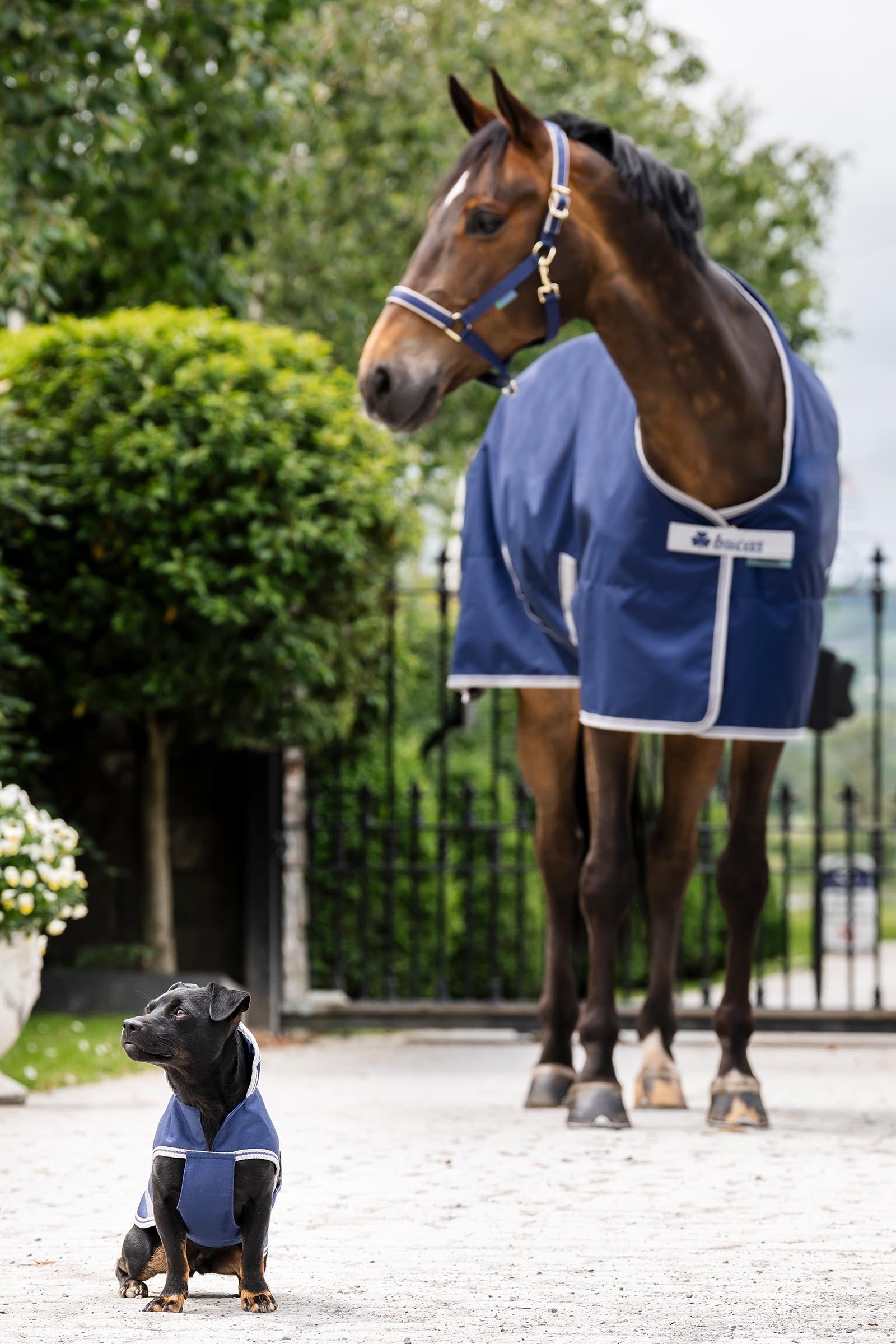 Bucas Freedom Dog Rug, 50g  (50-75 cm) Dog Accesories
