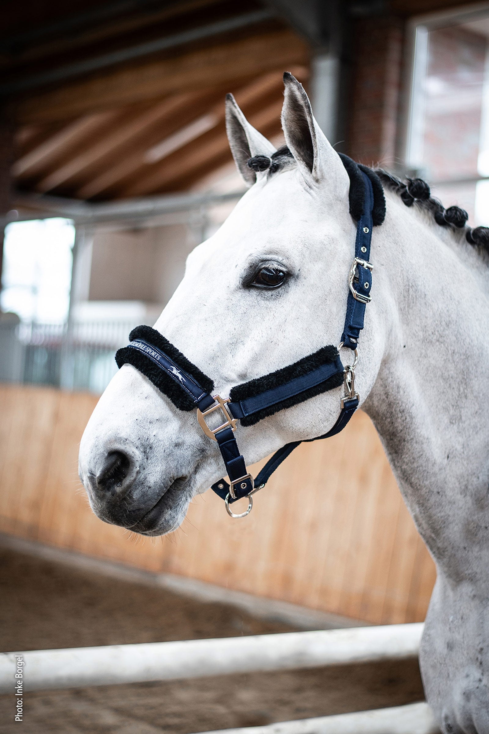 Schockemöhle Sports Melbourne Style Halter Halters & Leads