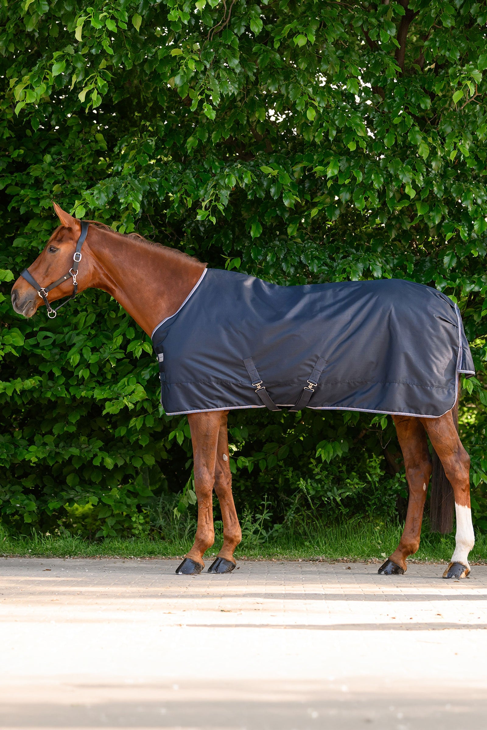 Waldhausen ECONOMIC Outdoor Rug, 100g Horse Rugs