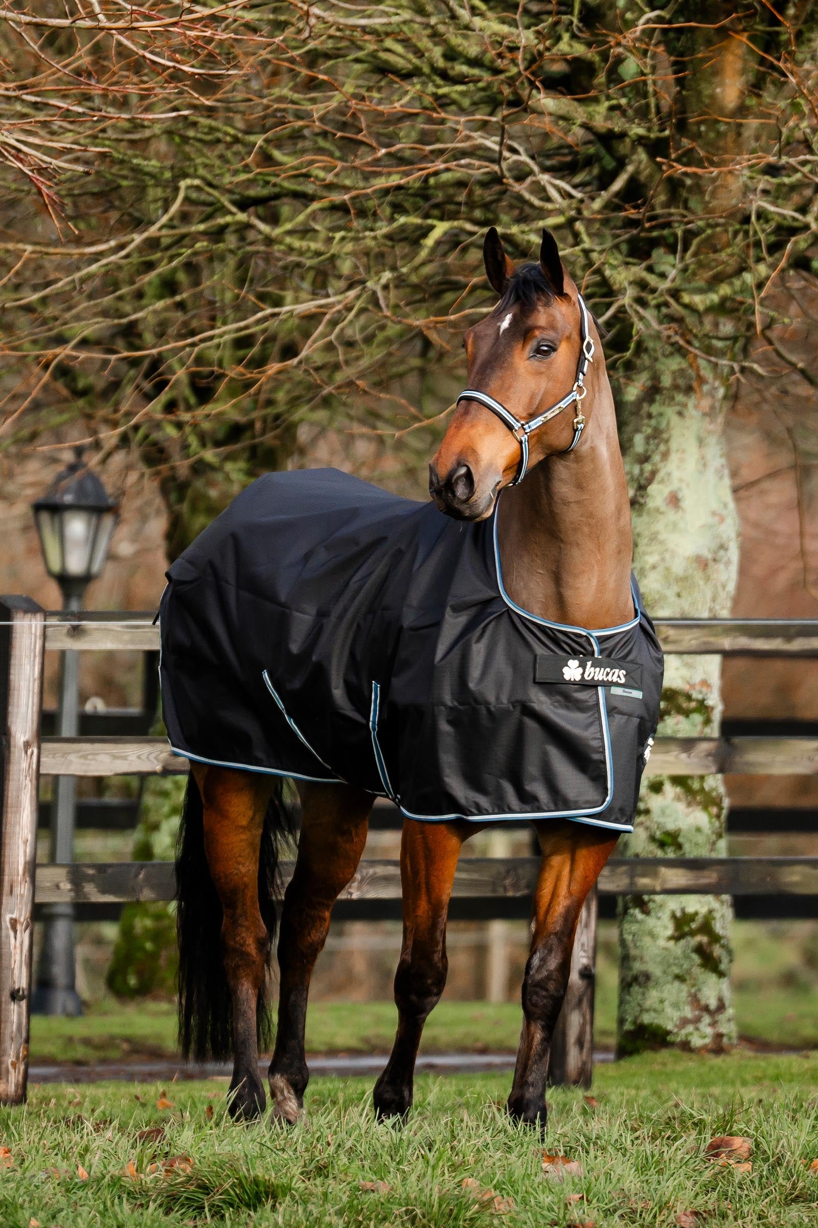 Bucas Anniversary SD Light Rain Turnout Rug, 0g Horse Rugs