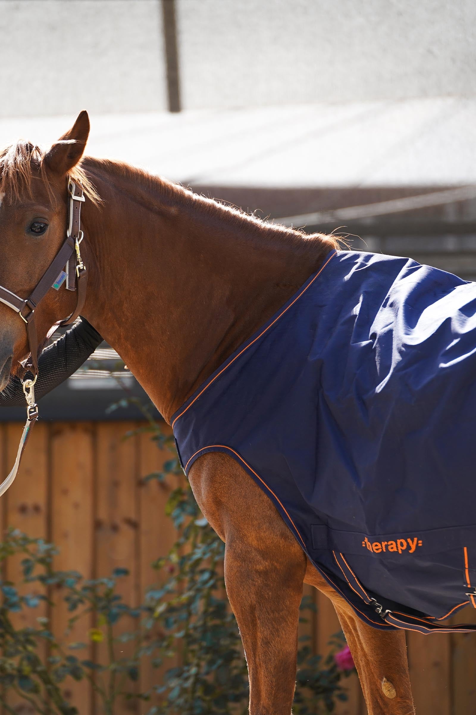 Bucas Therapy Walker Rug Horse Rugs
