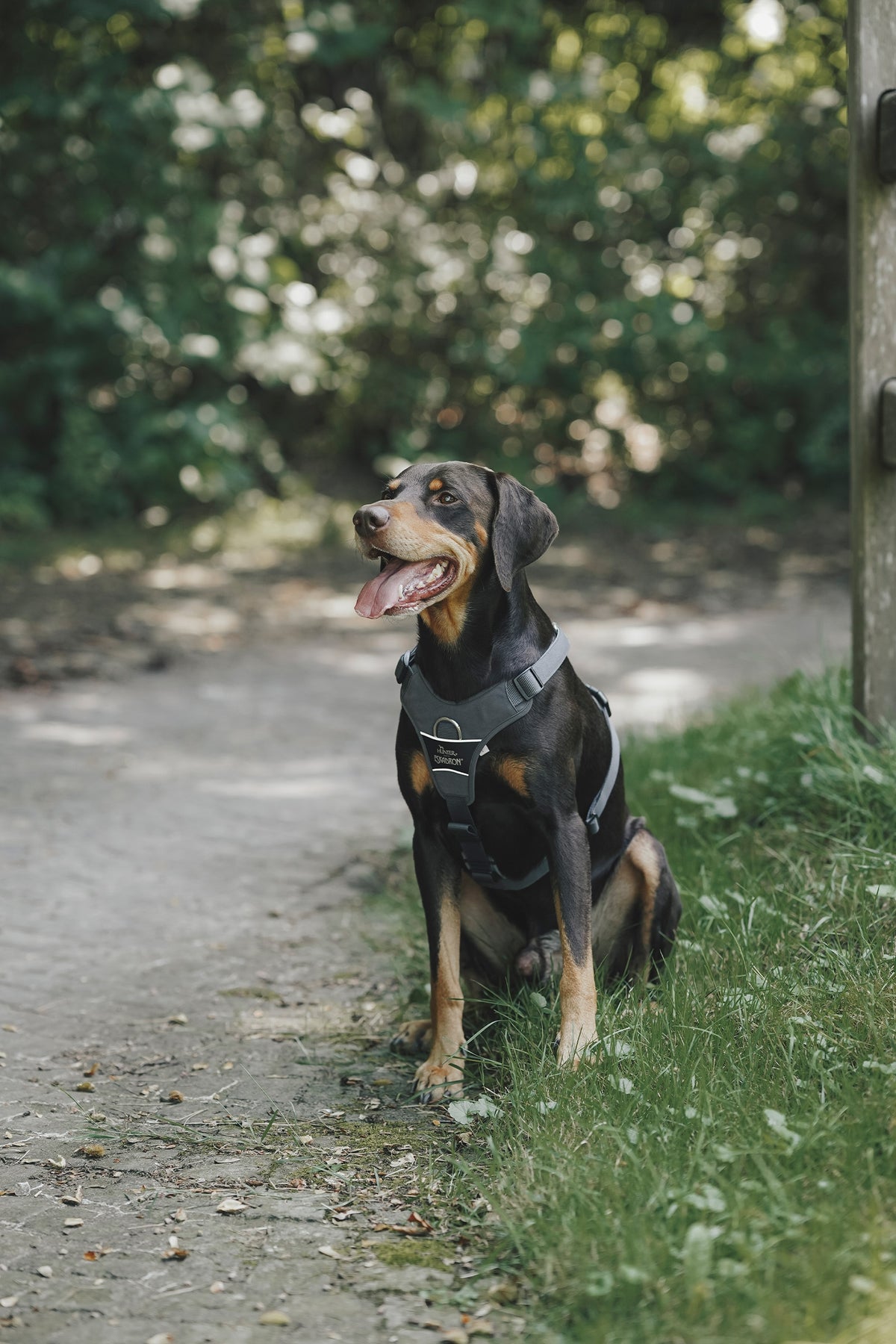 Eskadron Hunter x ESKADRON MOTION REFLECT Dog Harness Dog Accesories