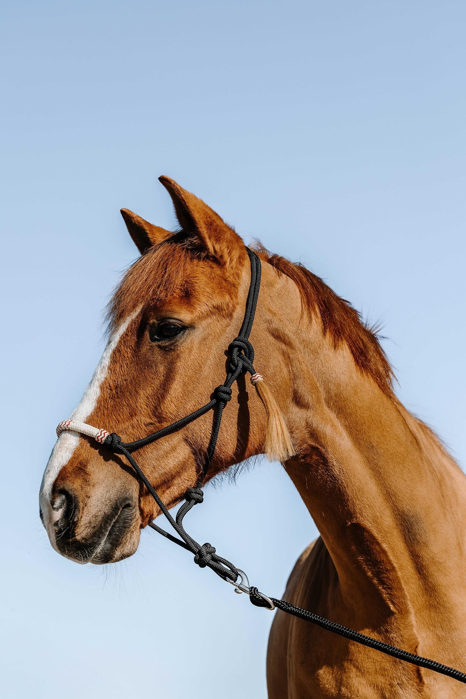 WESTRIDE Western Knotenhalfter Halfter & Stricke