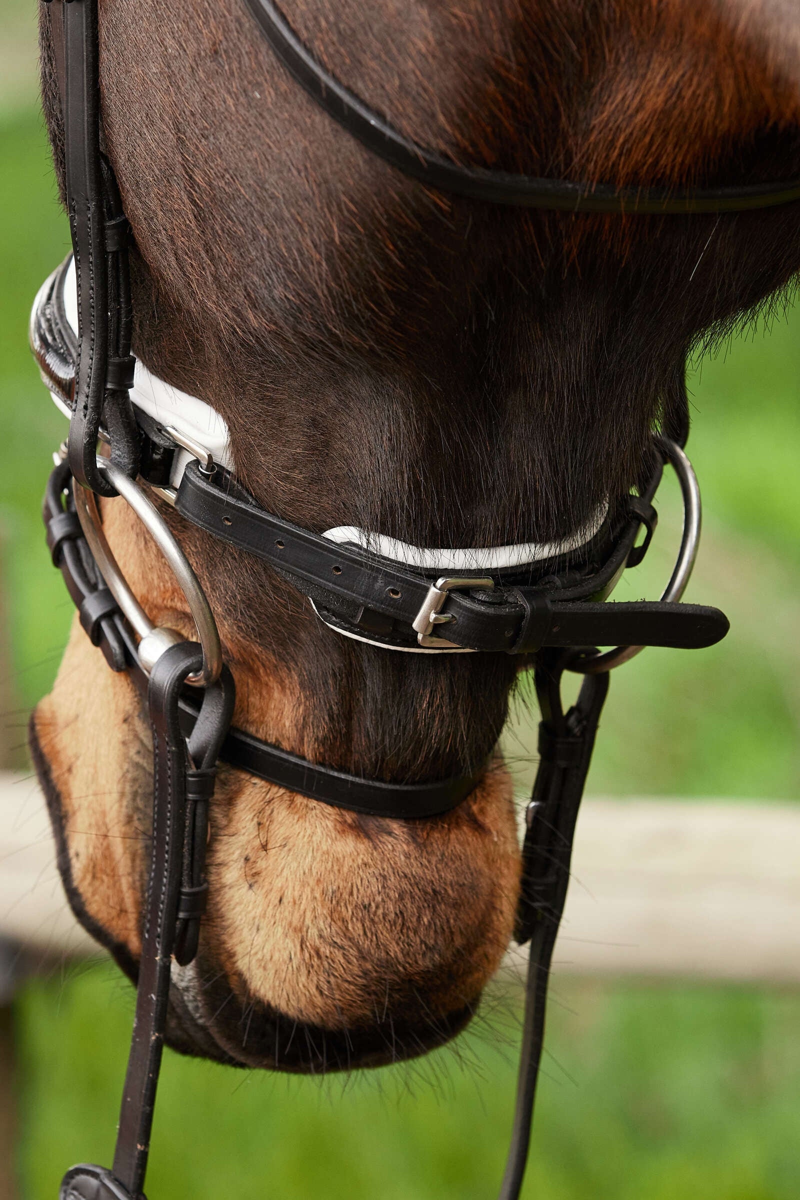 Kavalkade Charlotte Dressage Bridle Crank Noseband Bridles & Reins