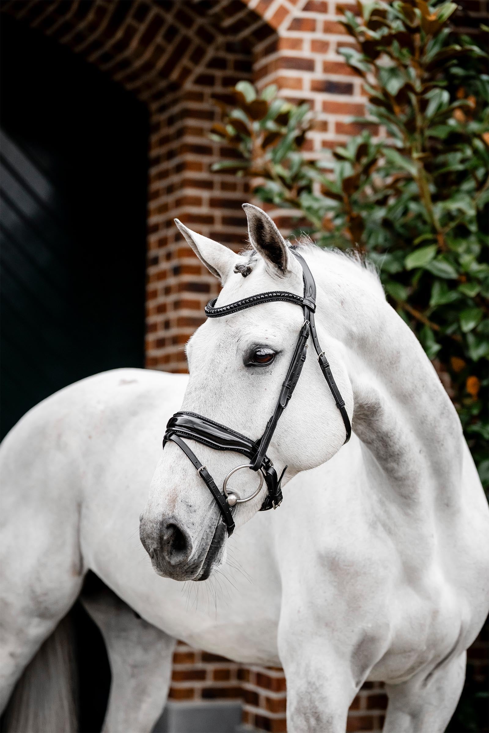 Horseware Diamante Trense mit kombiniertem Reithalfter Trensenzäume & Zügel