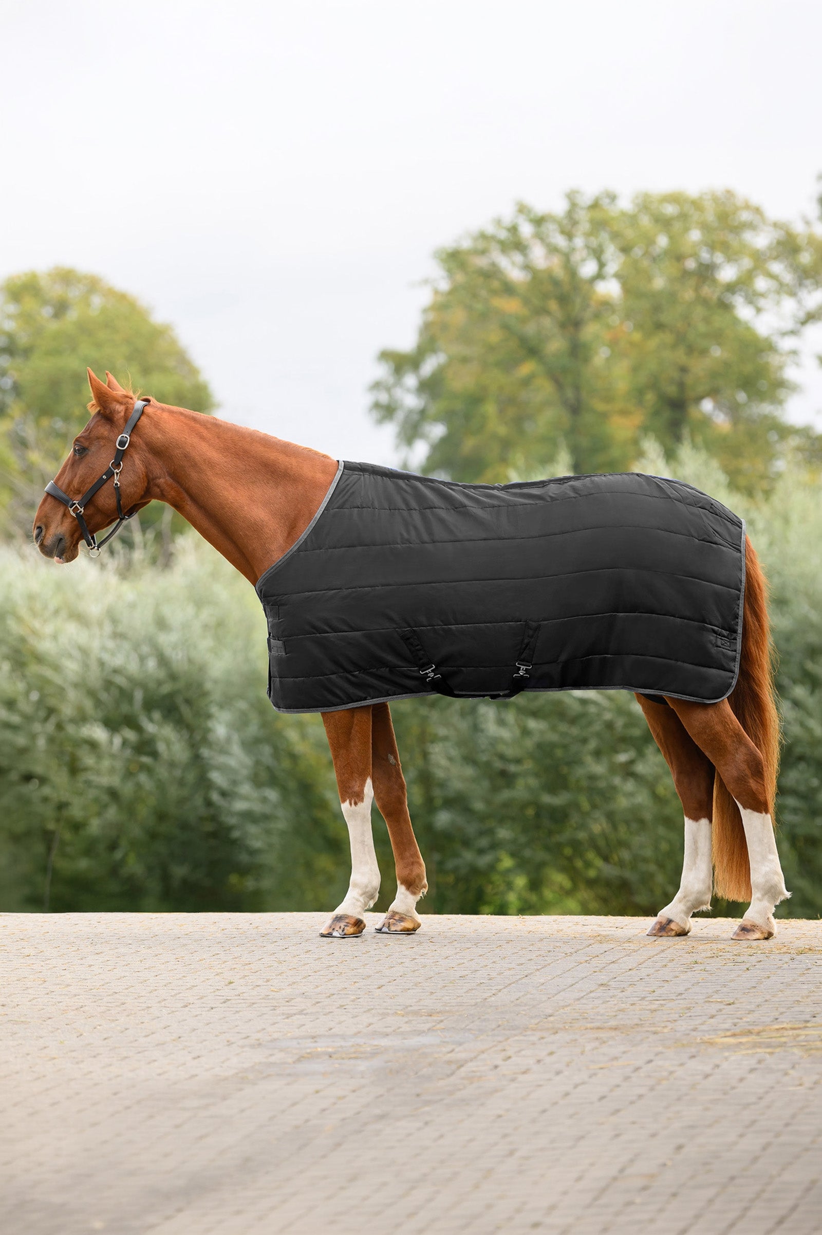 Waldhausen ECONOMIC Stable Rug, 200 g Horse Rugs